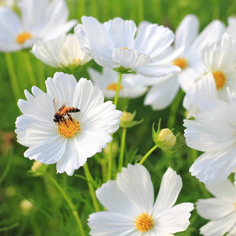Purity Cosmos Seeds | Non-GMO Cosmos bipinnatus Flower Seeds for Garden, Borders & Containers