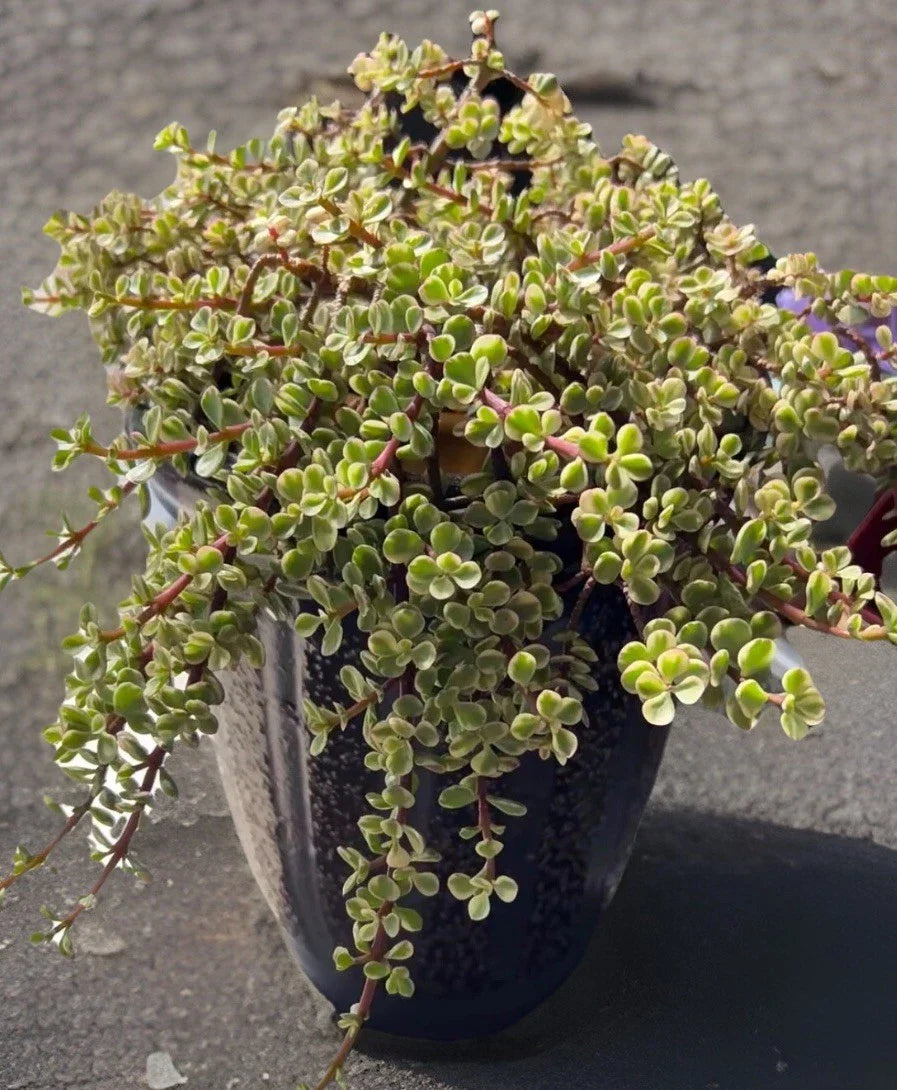 Rainbow Variegated Elephant Bush Dwarf Jade Plant Cuttings - 2 Unrooted Succulent Clippings, Portulacaria afra Variegata