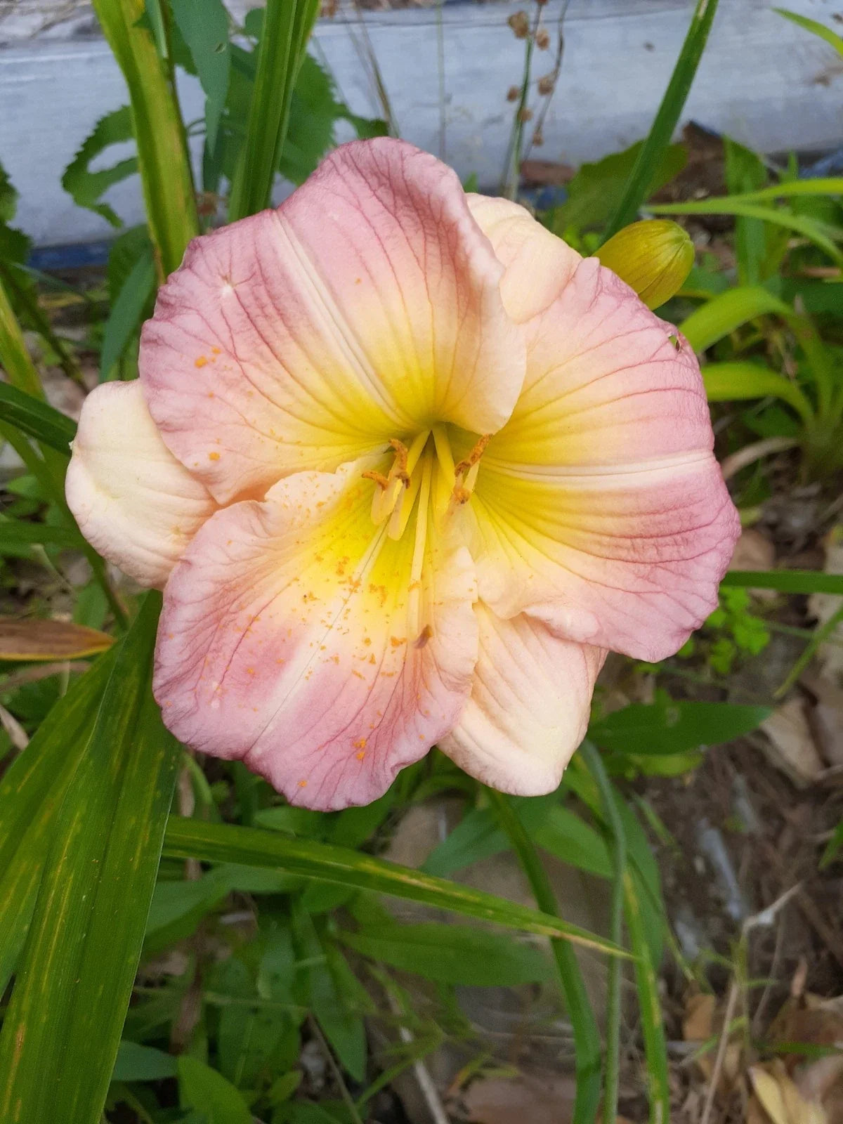 Hemerocallis Pink Puff Daylily Bareroot Plant – Pink Flowers, Perennial Garden Flower, Clumping, Easy to Grow