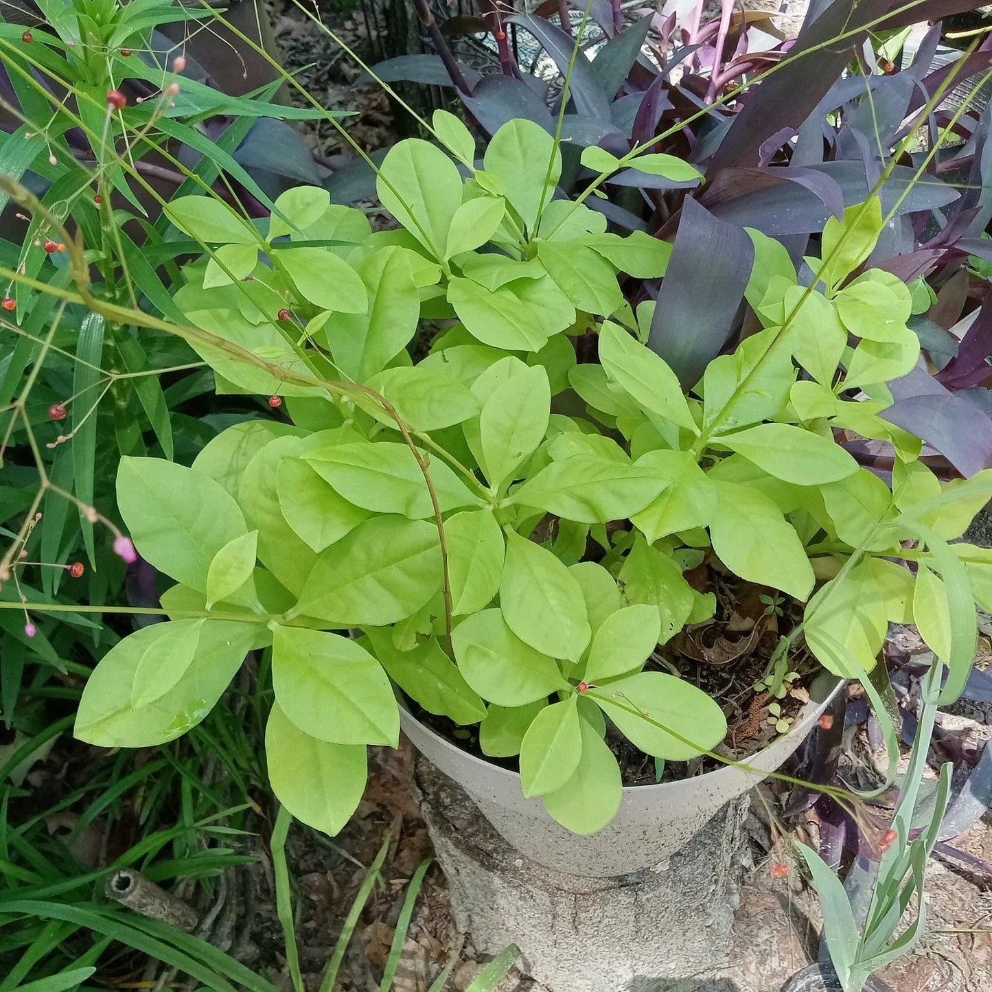 Talinum Paniculatum Jewels of Opar Live Plants – Easy Care Ground Cover for Gardens & Containers
