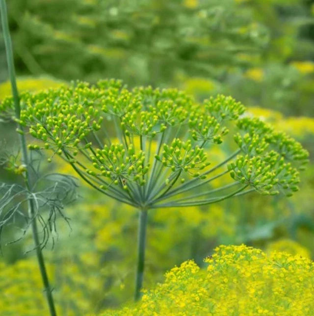 Dill Seeds Long Island Mammoth Non-GMO Herb Seeds for Pickling & Culinary - Anethum graveolens, 500 Seeds