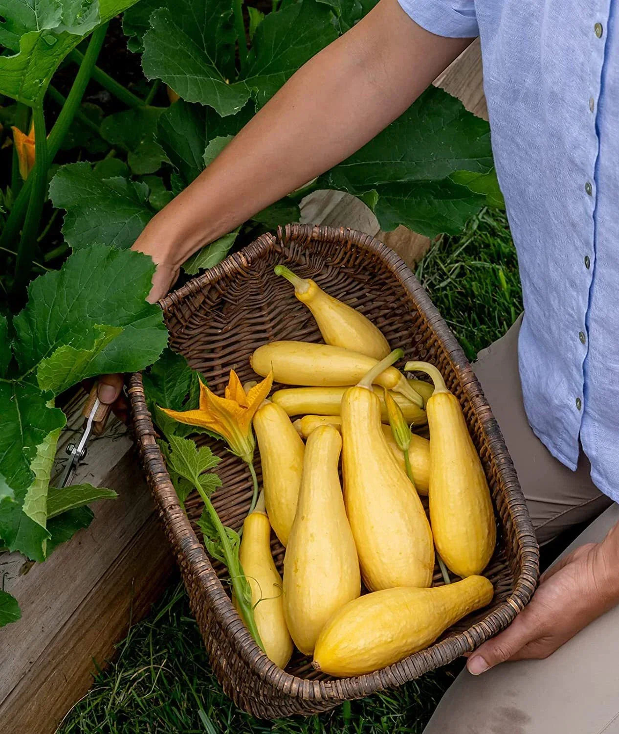 Saffron Summer Squash Seeds - Grandprize Variety (10 Seeds) - Heirloom Vegetable Seeds