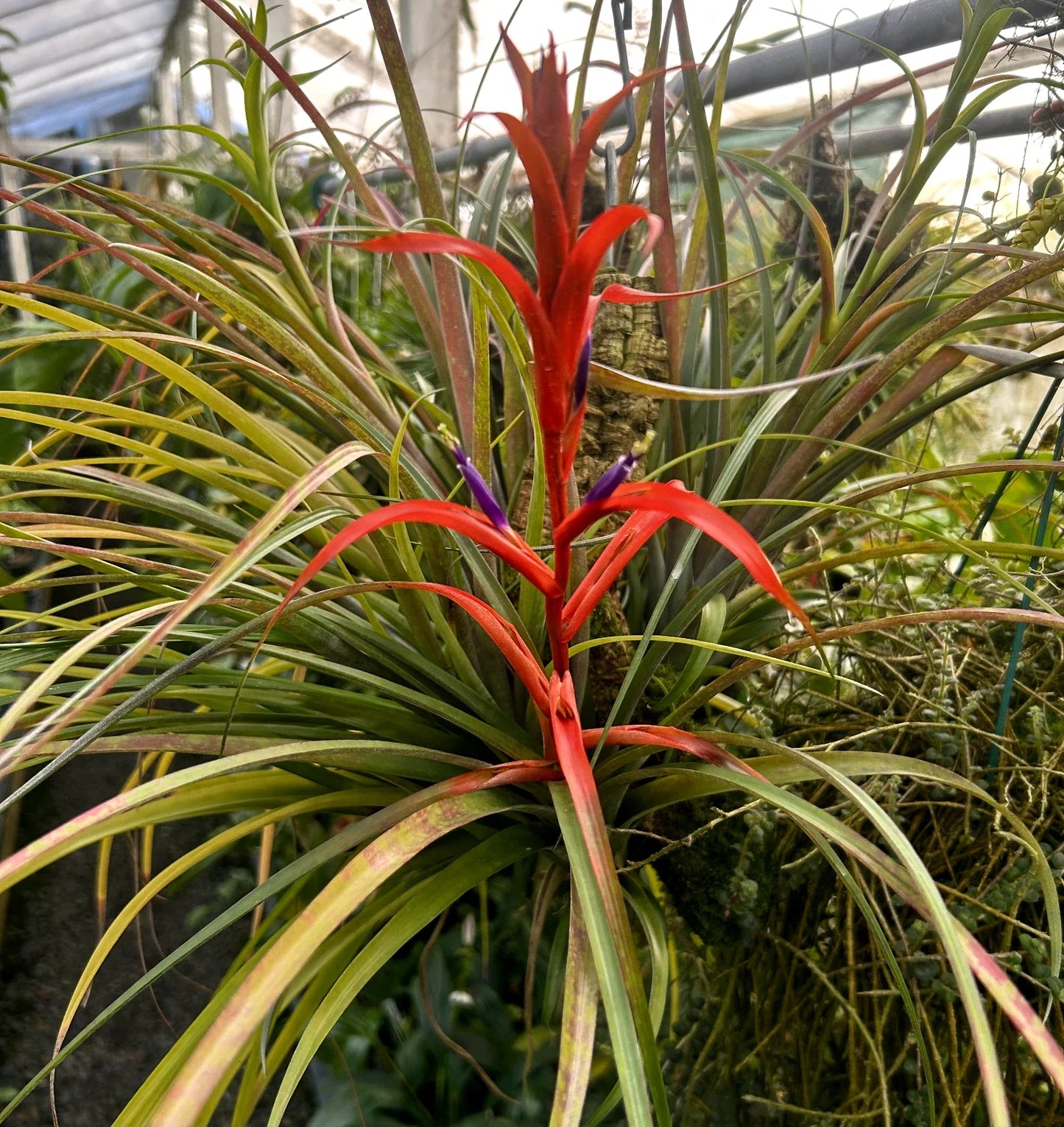 Tillandsia foliosa Green Leaf Bromeliad Plant in Spike | Air Plant for Indoor Decor & Terrariums