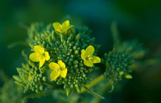 Broccoli Seeds - Raab Variety - Brassica oleracea - 50 Seeds for Home Gardening and Cooking