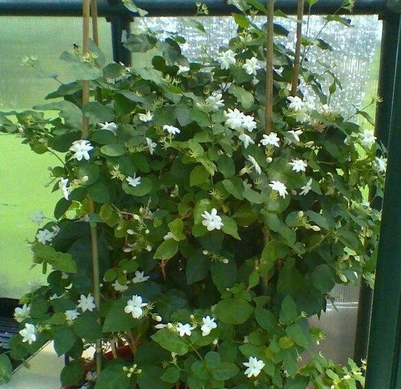 Maid of Orleans Jasmine Starter Plant - Jasminum sambac - Fragrant, Well-Rooted, Indoor/Outdoor, 2-8 Inches Tall