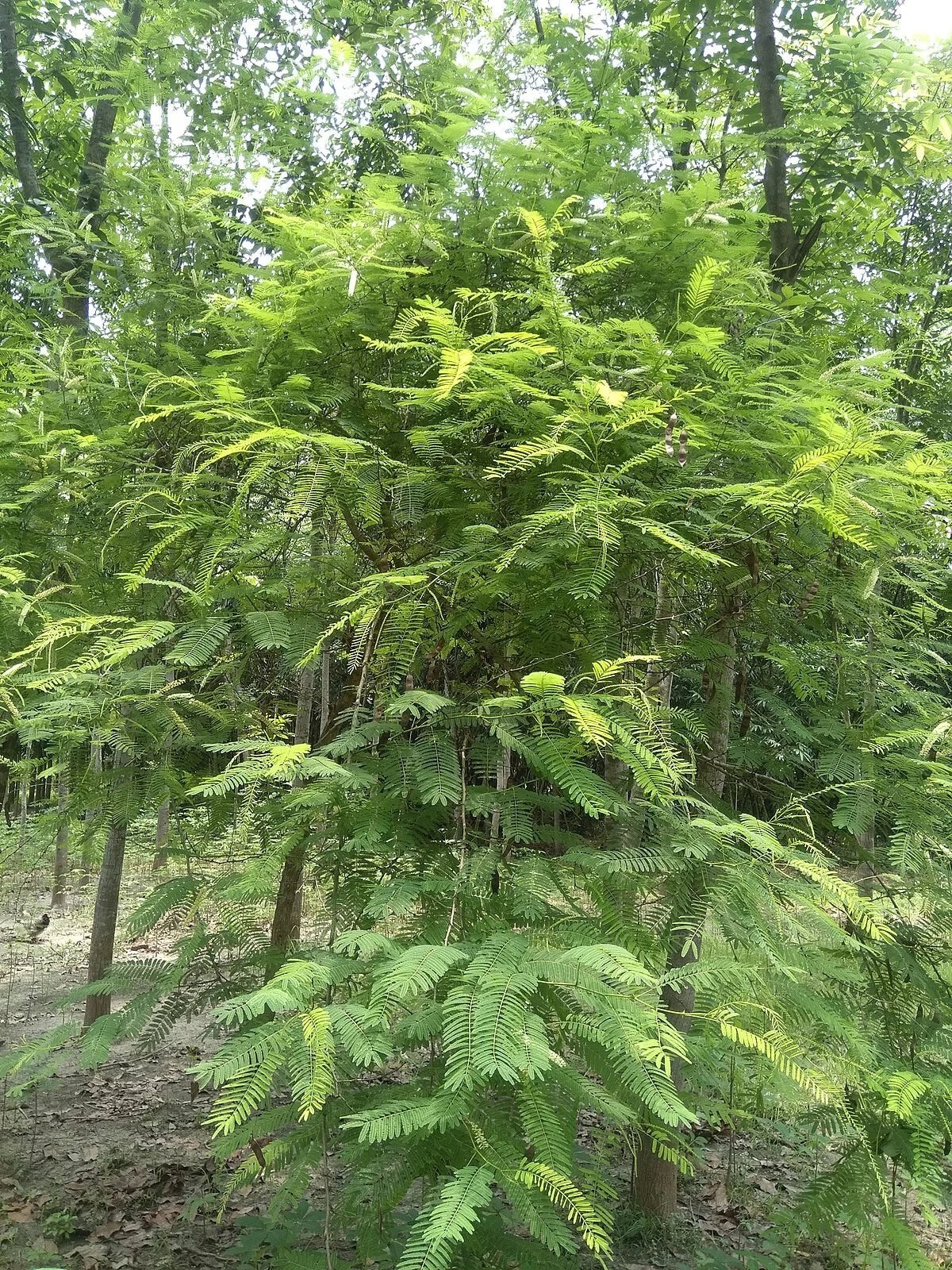 Acacia Senegalia Seeds - 30 Black Cutch Tree Seeds for Planting - Catechu Variety, Fast-Growing Shade Tree, Reforestation, Wildlife Attractant