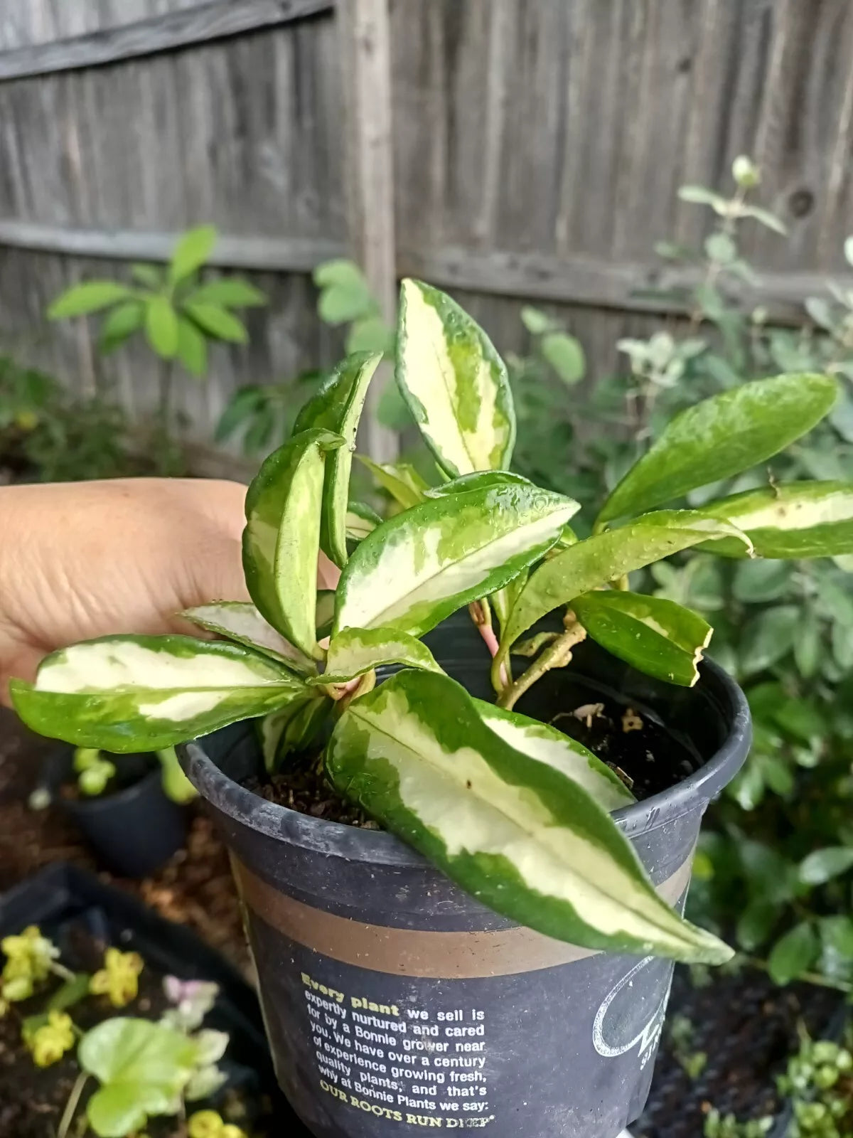 Hoya Wayetii Tricolor Plant in 4" Pot - Variegated Hoya Kentiana Indoor Houseplant