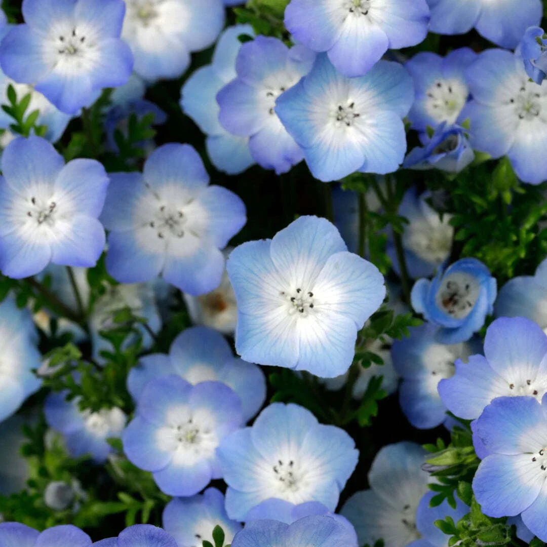 Nemophila Seeds - 200+ Baby Blue Eyes Wildflower Annual - USA Grown
