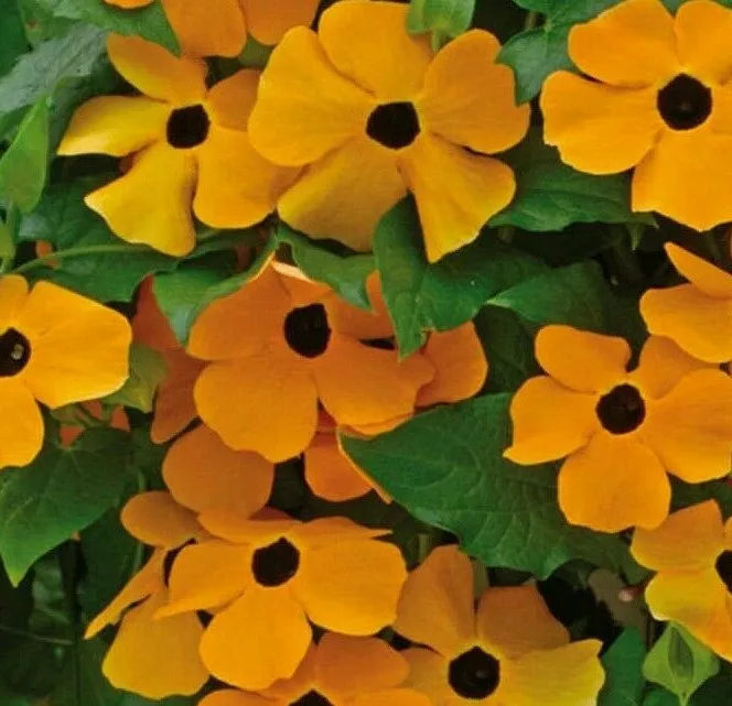 Black Eyed Susan Vine Seeds - Thunbergia alata Annual Flower 50+ Seeds