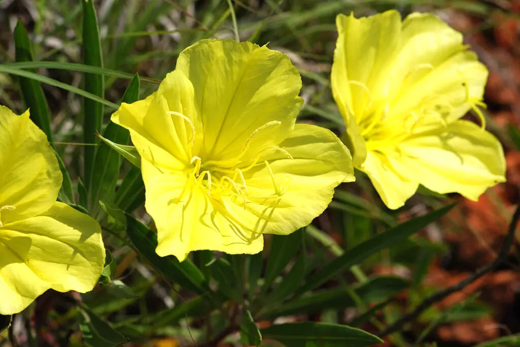125 Seeds Missouri Primrose Ozark Sundrop - Yellow Oenothera missouriensis
