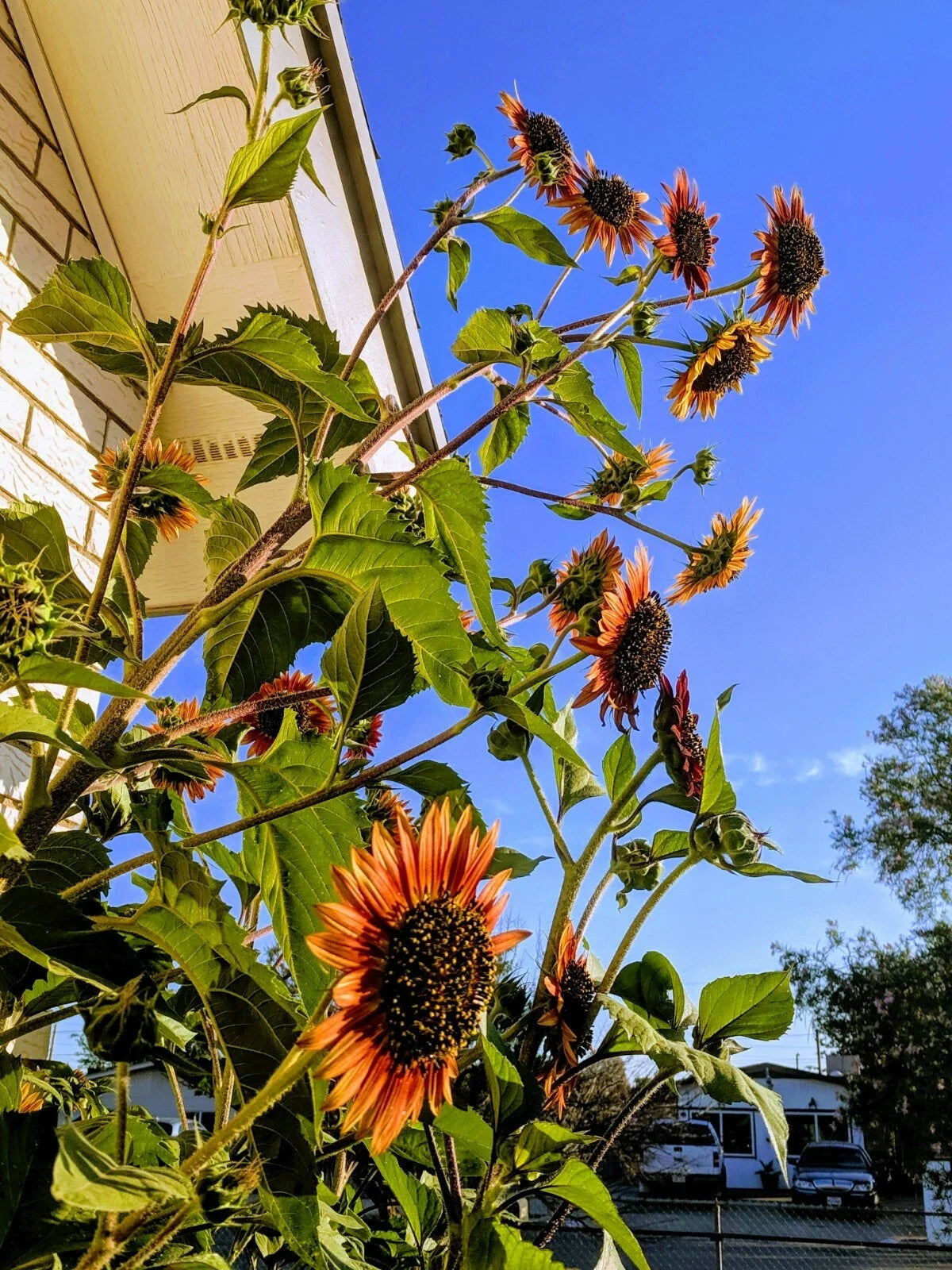 Sunflower Seeds - Velvet Queen 20 Pack - Helianthus annuus - Vibrant Burgundy Flowers for Gardens & Bouquets