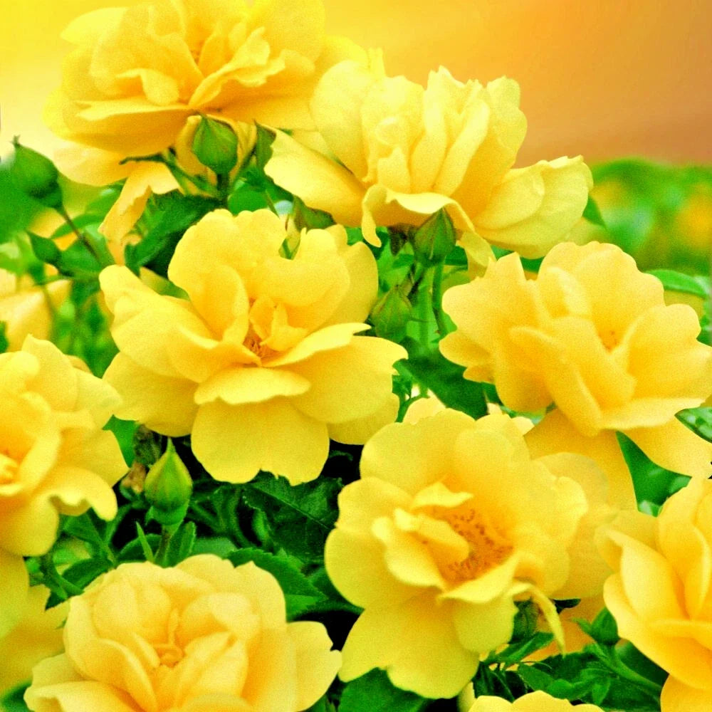 Yellow Rose Bush Live Plant – Compact 1-2' True Friendship Rosa with Fragrant Double Blooms, Hardy Zones 5-9
