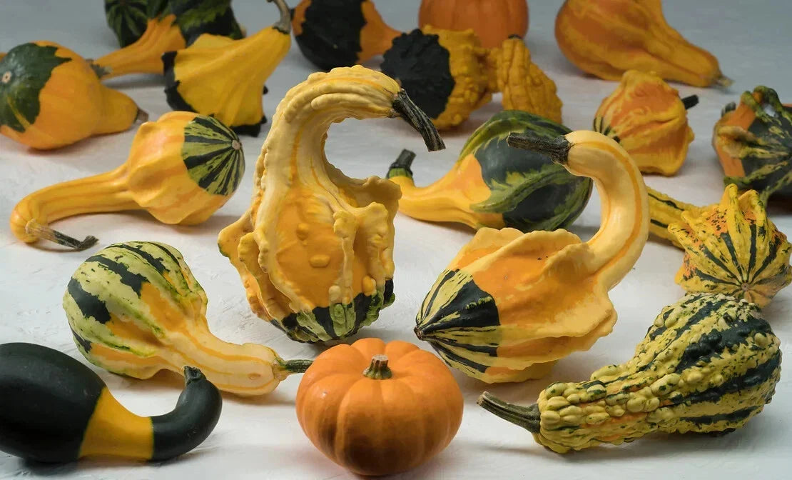 Winged Gourd Squash Seeds - 25+ Pack - Cucurbita ficifolia - Heirloom, Non-GMO, Garden Planting, Climbing Vine, Edible Vegetable