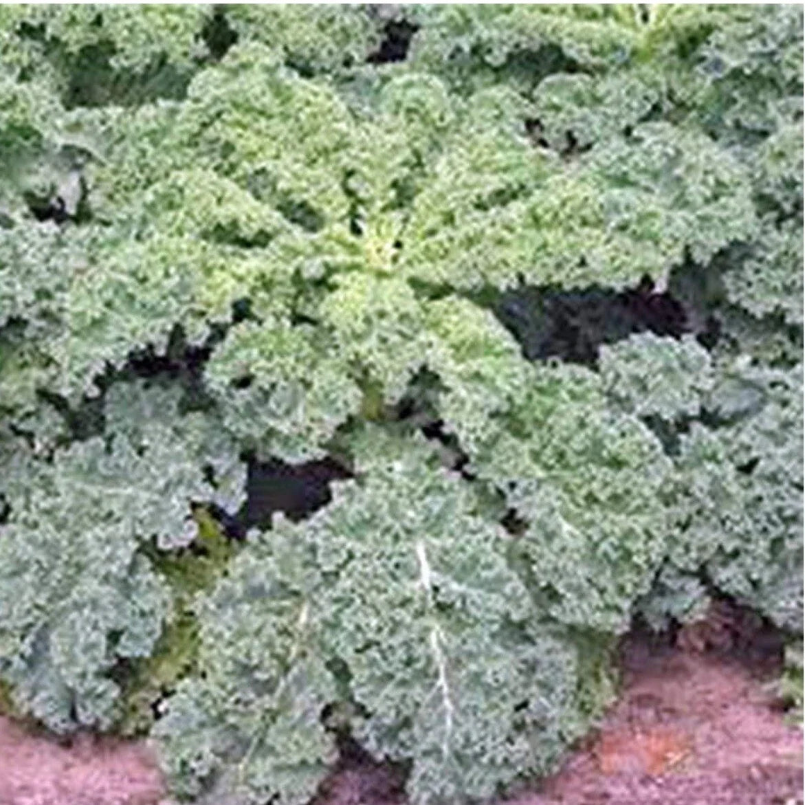 Dwarf Siberian Kale Seeds – Organic Non-GMO Brassica oleracea var. sabellica – Compact, Cold-Tolerant Vegetable Seed Pack