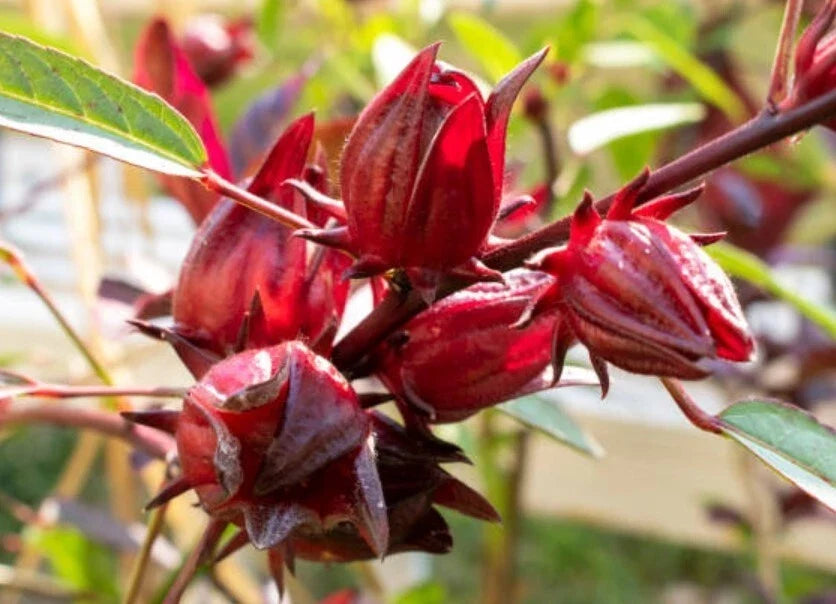 Red Roselle Starter Plant - 8in Tall Hibiscus Sabdariffa Tropical Herbal Tea Plant in 4in Pot