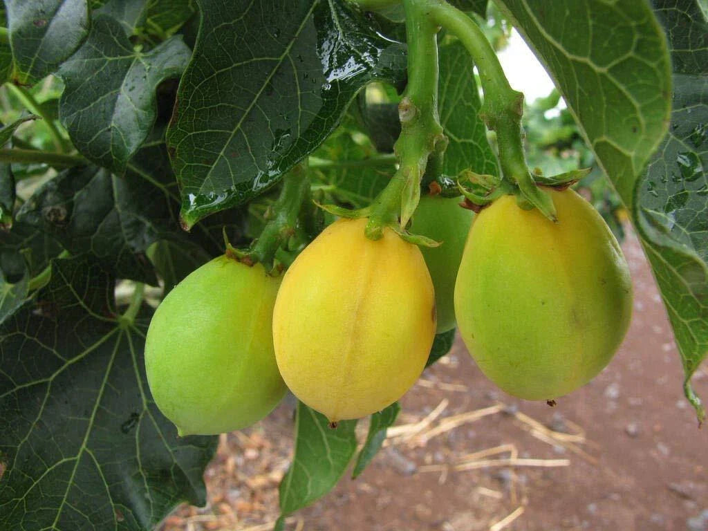 Physic Nut Seeds - 15 Count Rare Jatropha Curcas for Eco-Friendly Gardening