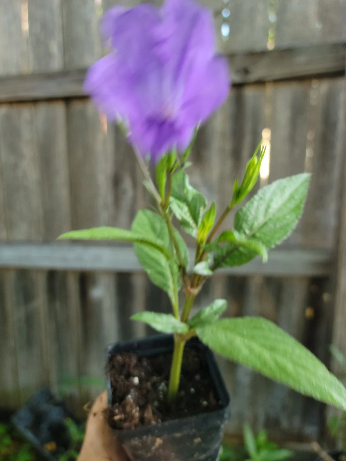 Purple Mexican Petunia Live Plant in 2-Inch Pot, Ruellia Tweediana 'Purple Showers', Flowering Perennial Garden Plant