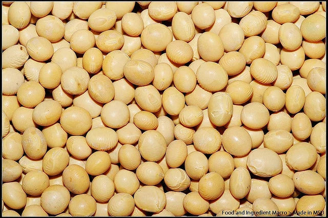 Soybean Seeds - 22 Pack - White Soybean (Glycine max) - GroCo USA