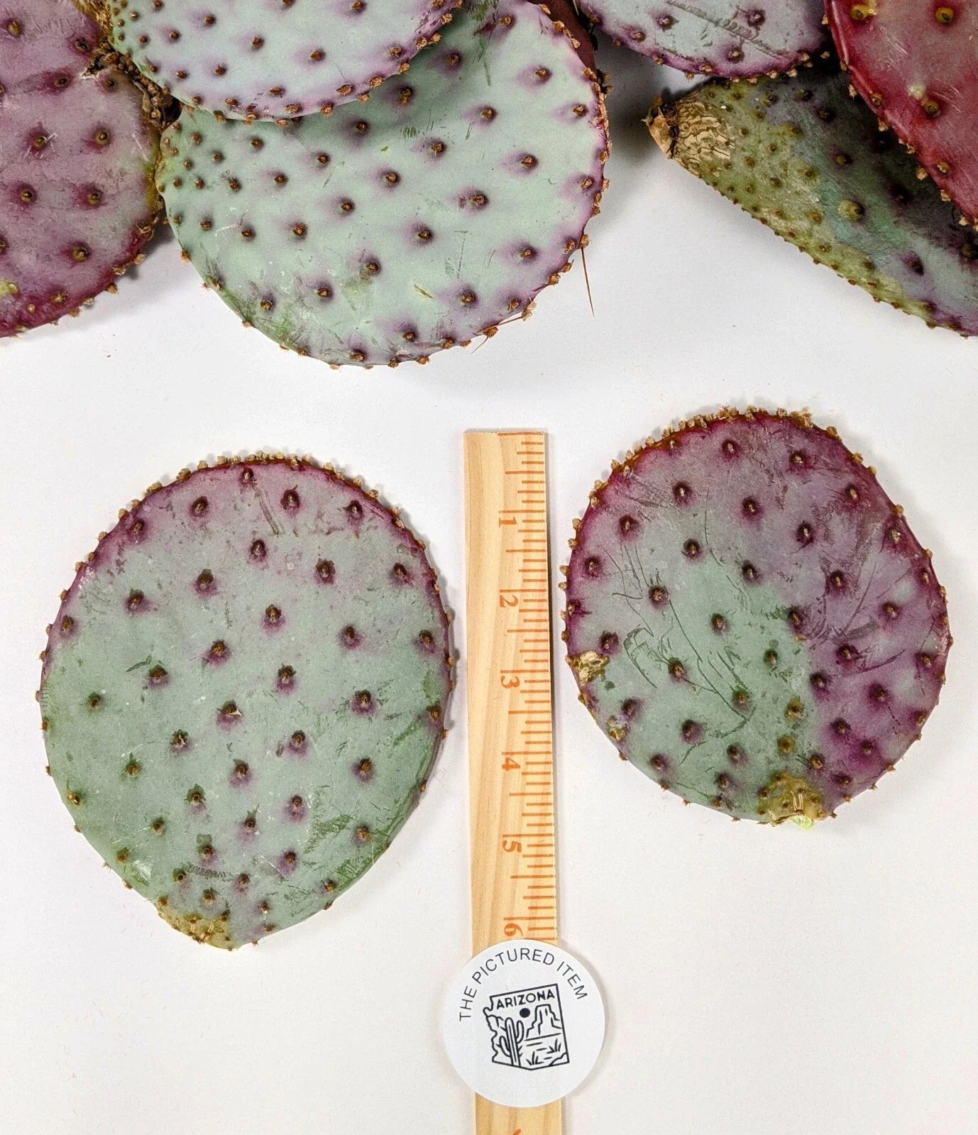 Santa Rita Purple Prickly Pear Cactus 3 Pack - 5-6 Inch Opuntia violacea, Drought-Tolerant, Indoor & Outdoor Cacti
