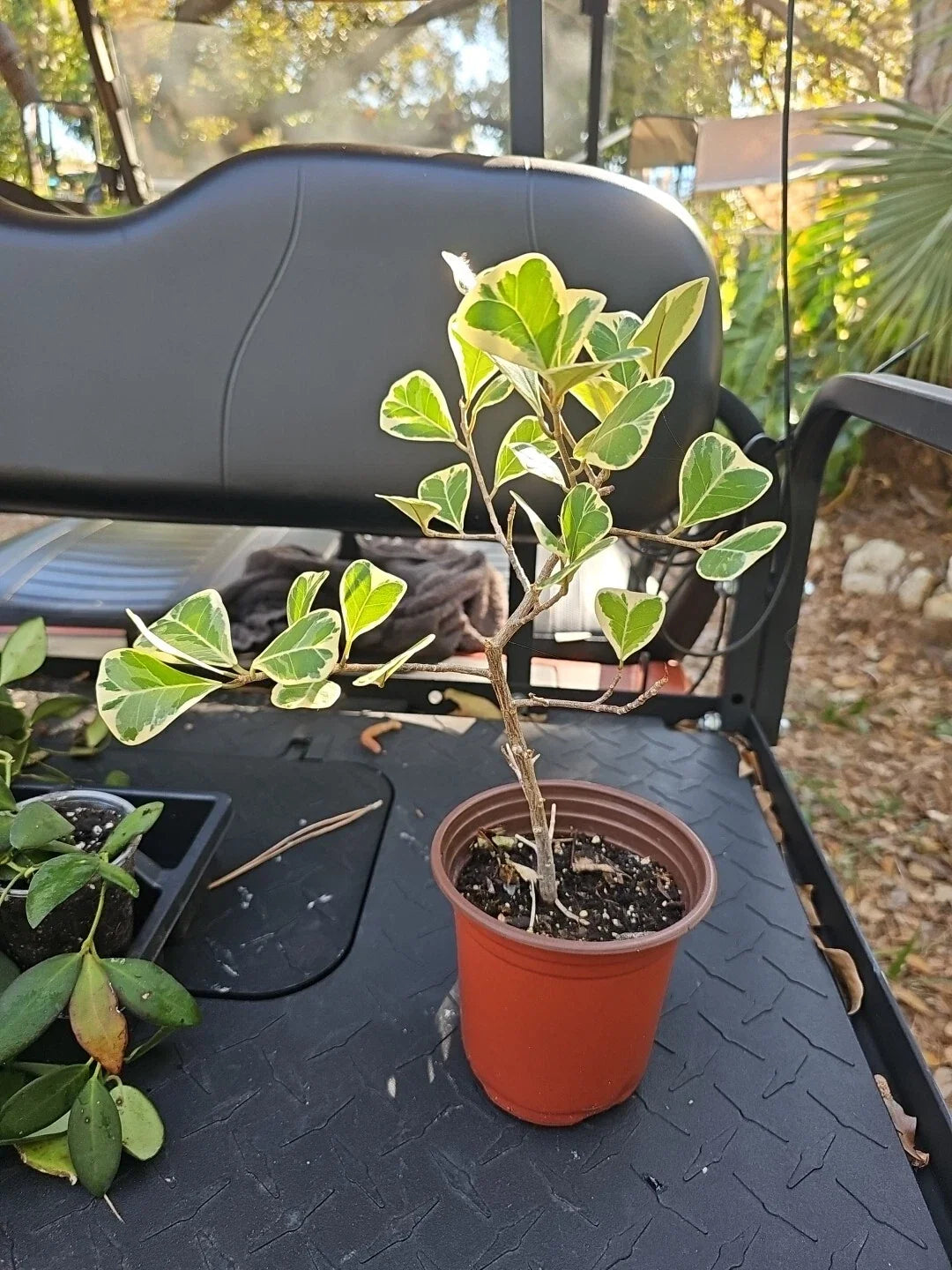 Ficus Triangularis Variegata Rooted Plant in 5" Pot | Variegated Indoor Houseplant, Tropical Ficus