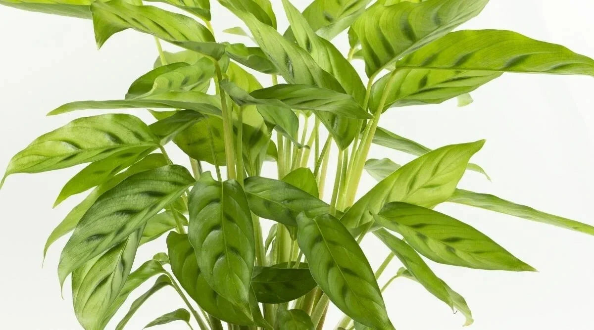 Calathea Bachemiana Seeds - 25+ Pack for Indoor and Outdoor Gardening - Vibrant Foliage - Calathea bachemiana