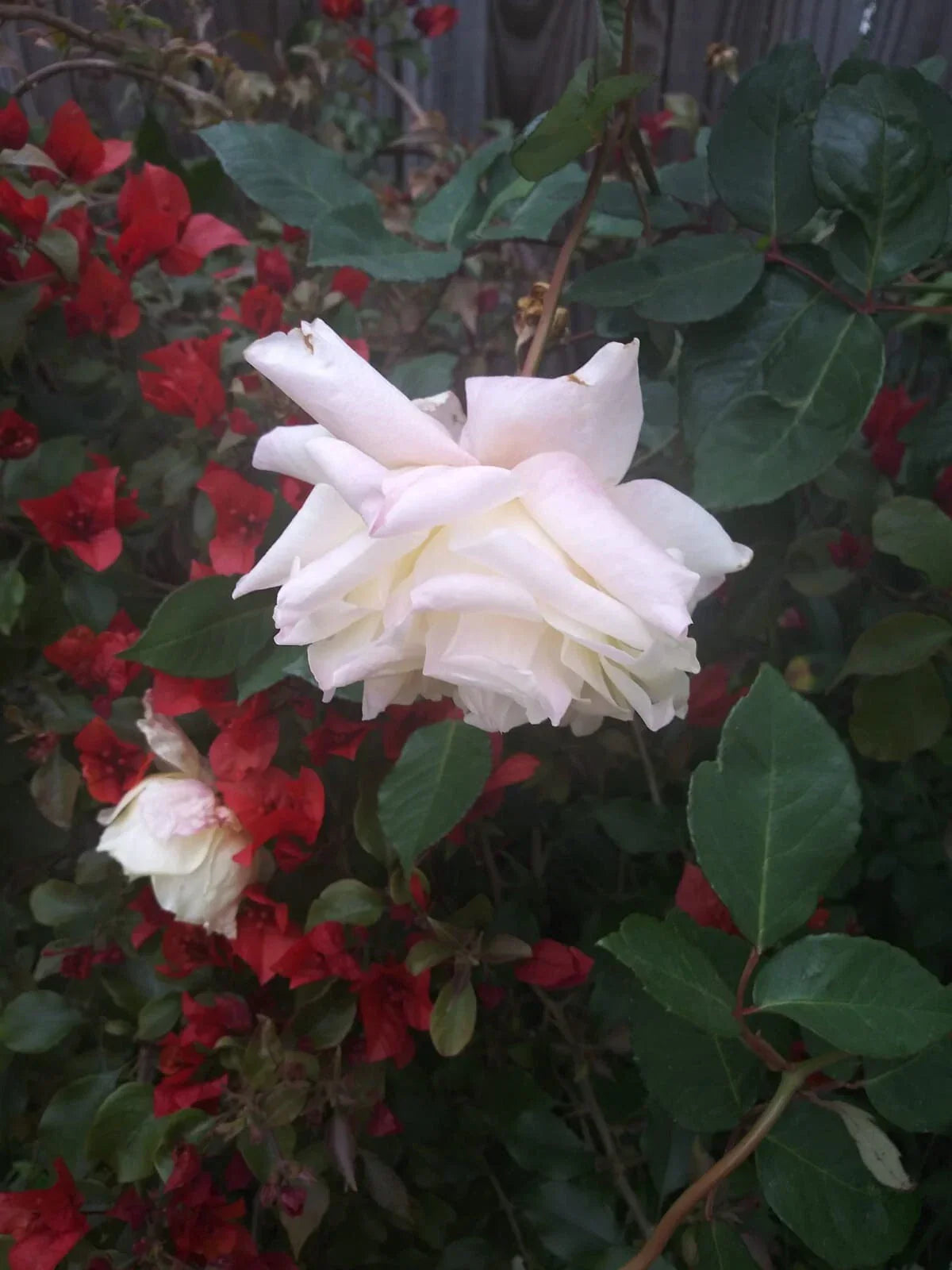 Multi Color Roses 8" Fresh Cuttings - Rosa spp. Vibrant Garden Blooms