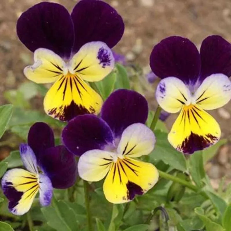 Johnny Jump Ups Seeds - 200 Organic Viola tricolor Seeds - USA Grown