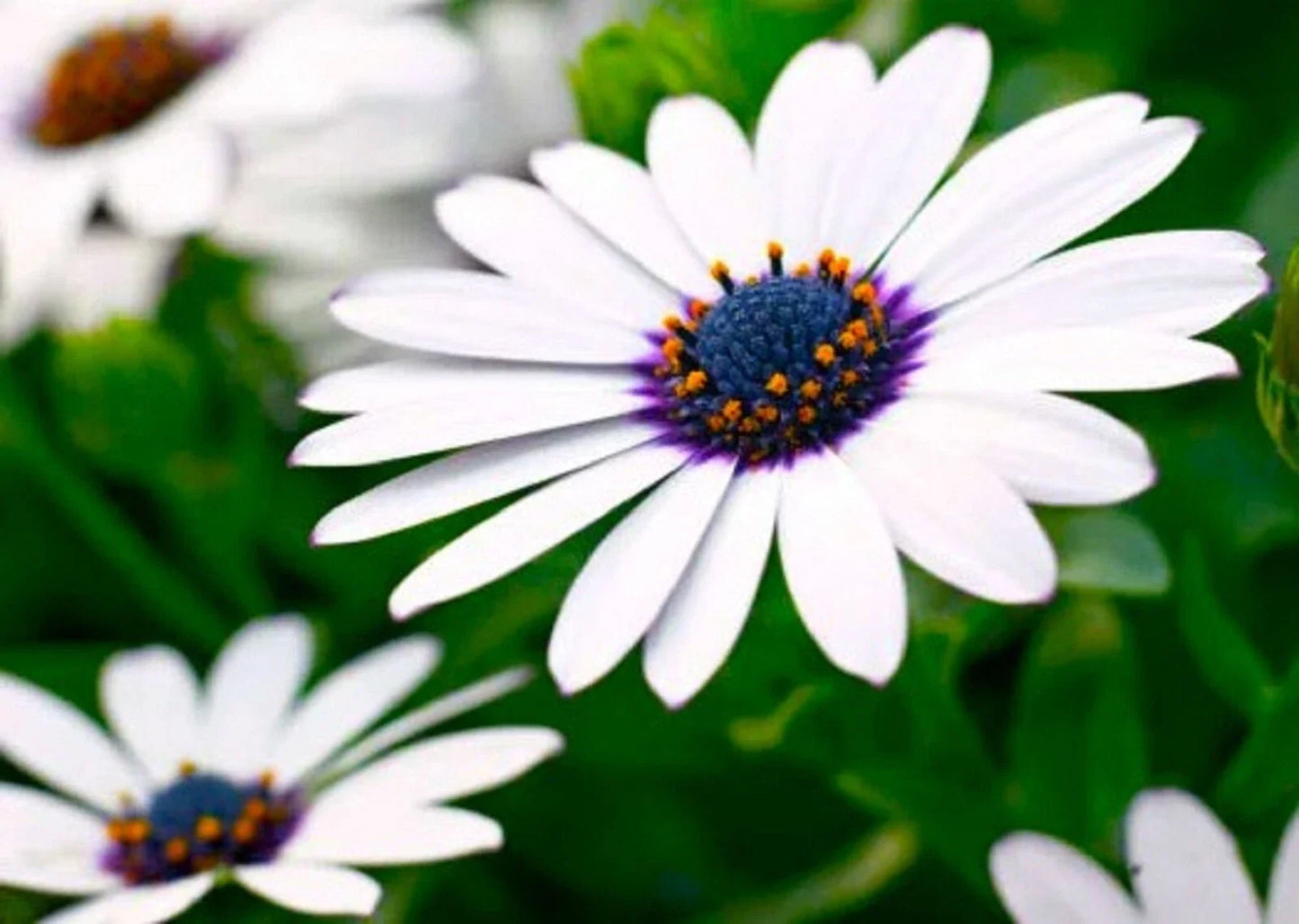 Cape Daisy Seeds 30 Pack - Colorful Osteospermum African Daisy Seeds for Garden, Borders & Containers