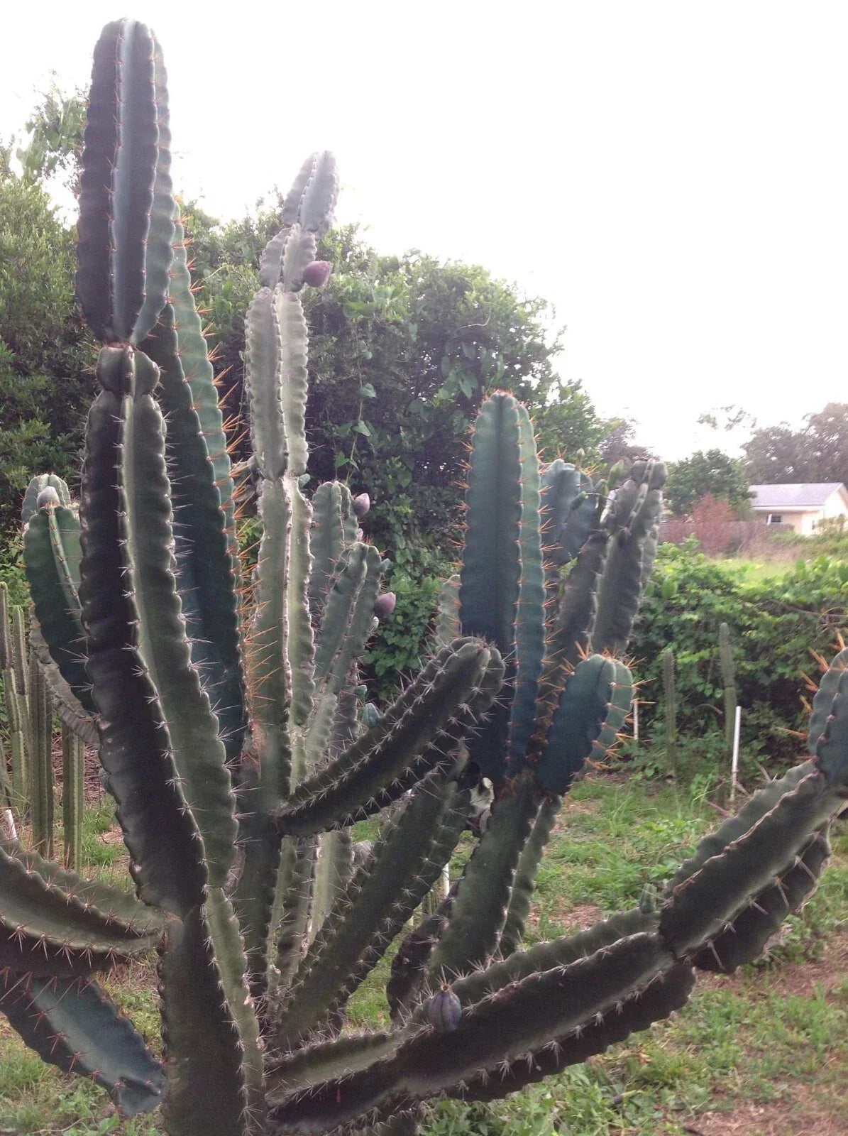 Cereus Peruvianus Repandus Seeds - 50 Peruvian Apple Cactus Seeds for Easy Growing