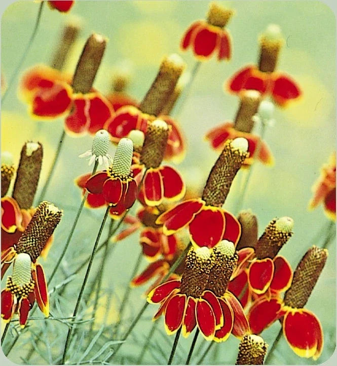 Mexican Hat Flower Seeds | Perennial Wildflower | Drought & Heat Tolerant | Ratibida columnifera | 300+ Seeds
