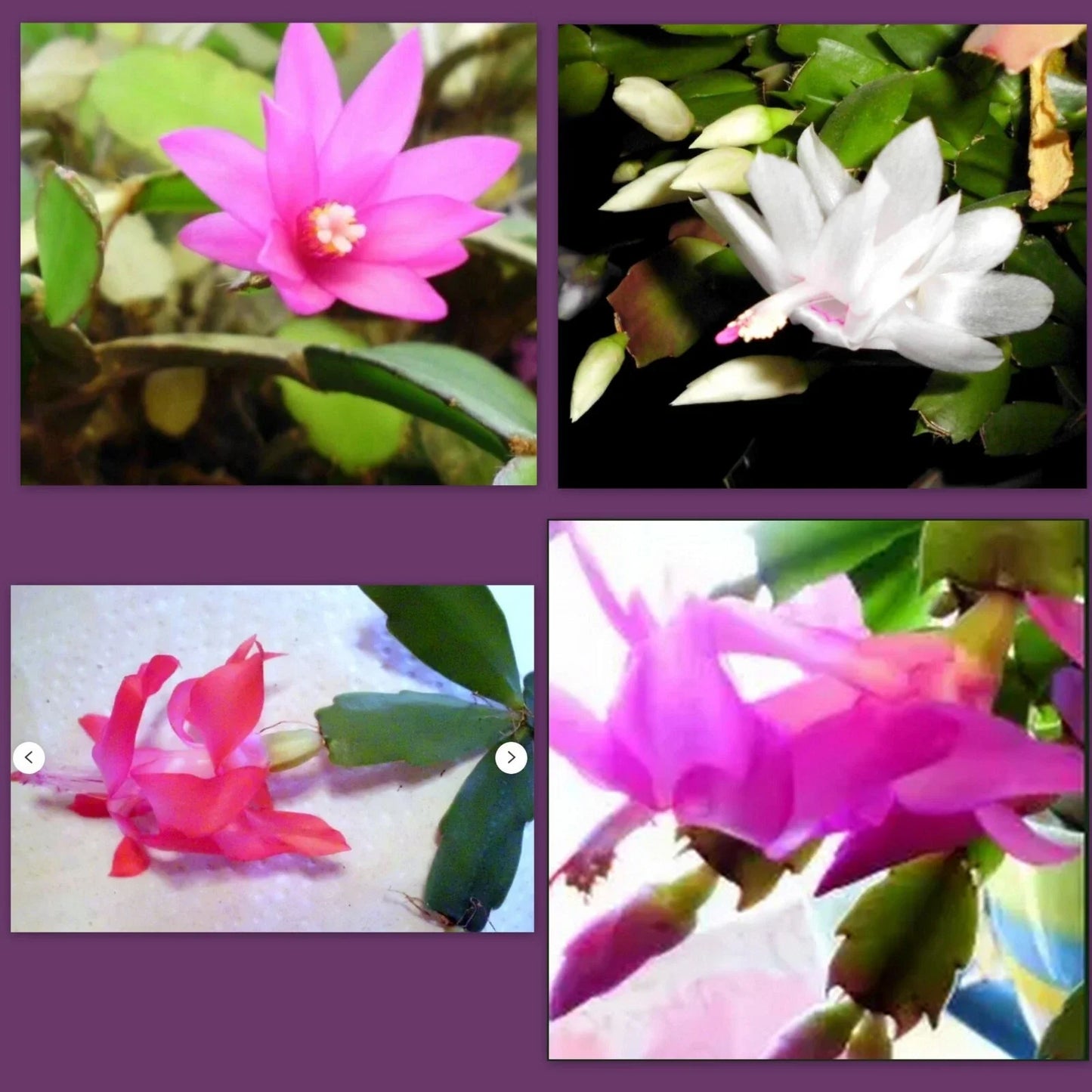 Holiday Cactus Succulent Cuttings - Pink Schlumbergera truncata for Christmas, Easter & Thanksgiving