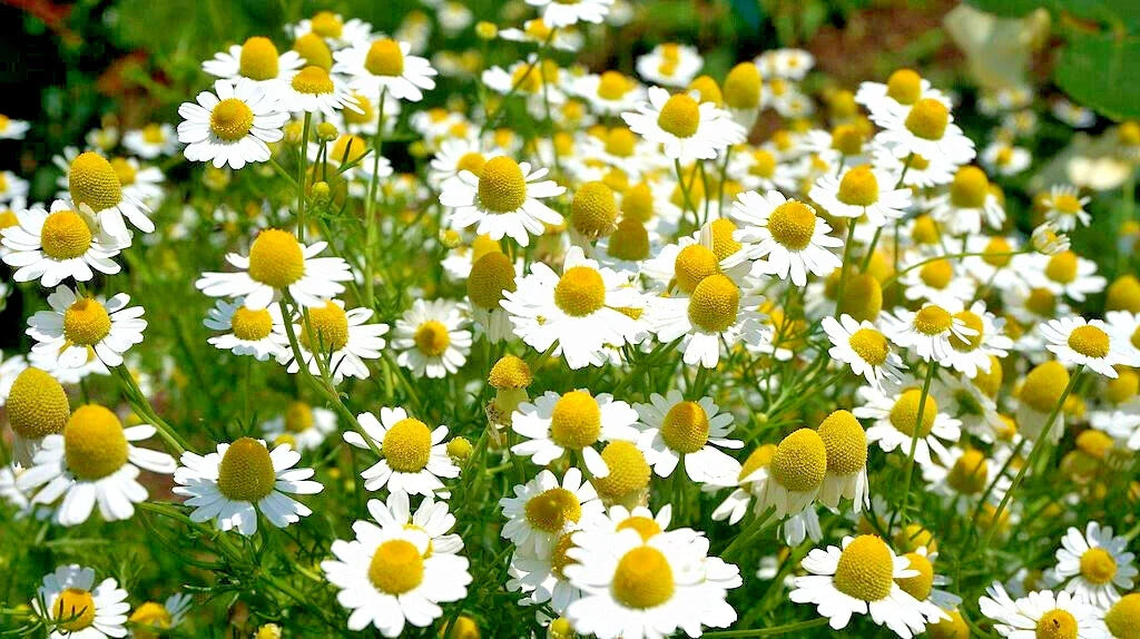 German Chamomile Seeds - 100 Pack, Healing Herb for Sleep & Calming, Matricaria recutita