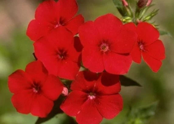Phlox Annual Seeds Red - 50 Pack, Phlox drummondii, Garden Flower Bed, Easy to Grow, Attracts Pollinators