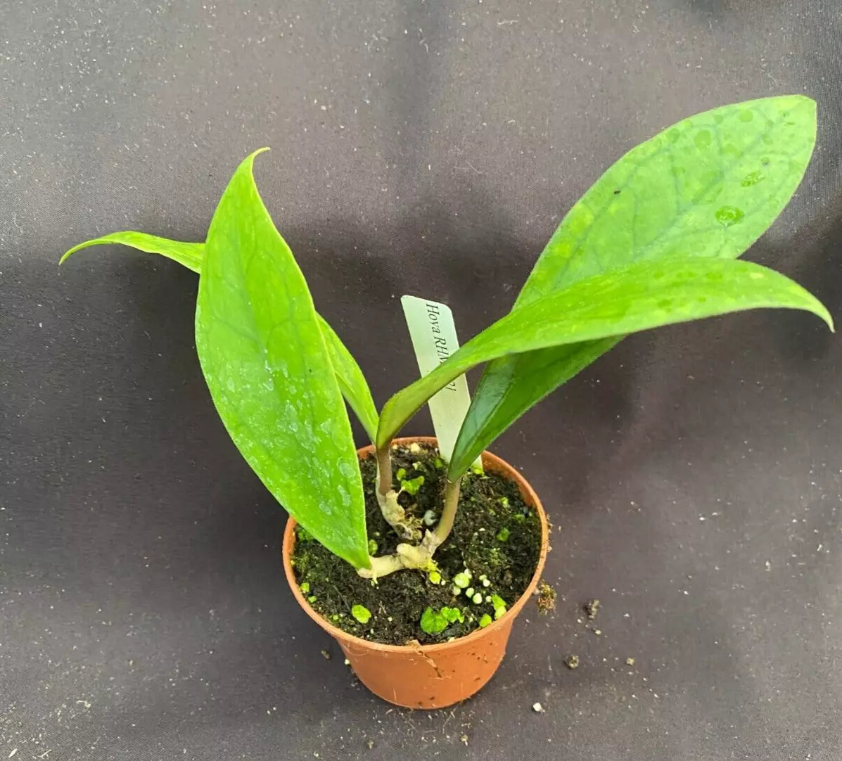 Hoya RHM 1021 Rooted Houseplant in 2.5" Pot, Vining Green Indoor Plant, Low Maintenance Hoya for Hanging or Climbing