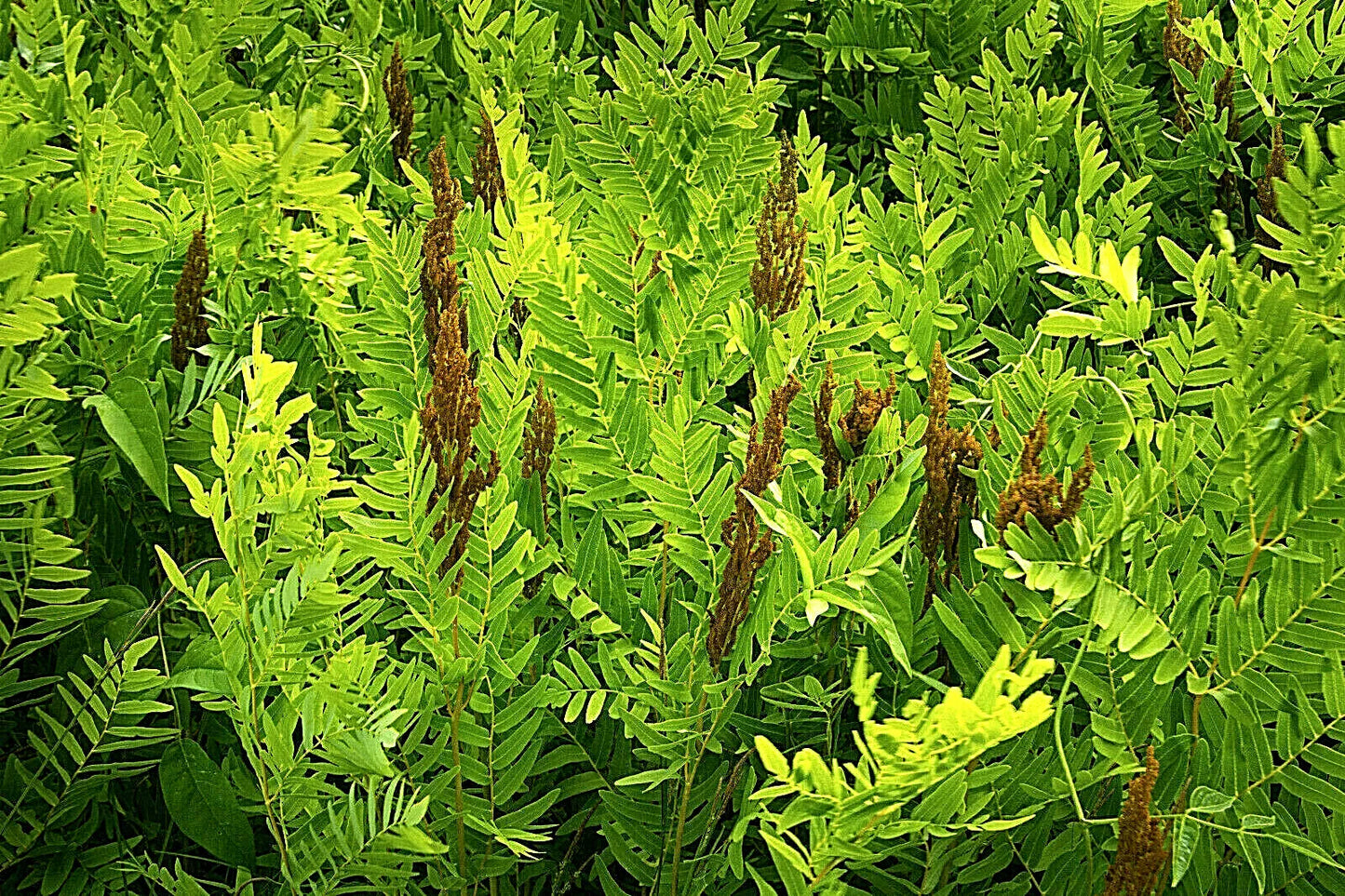 Royal Fern Seeds 1000 Spores Osmunda regalis Hardy Zone 3-9 Garden Plant