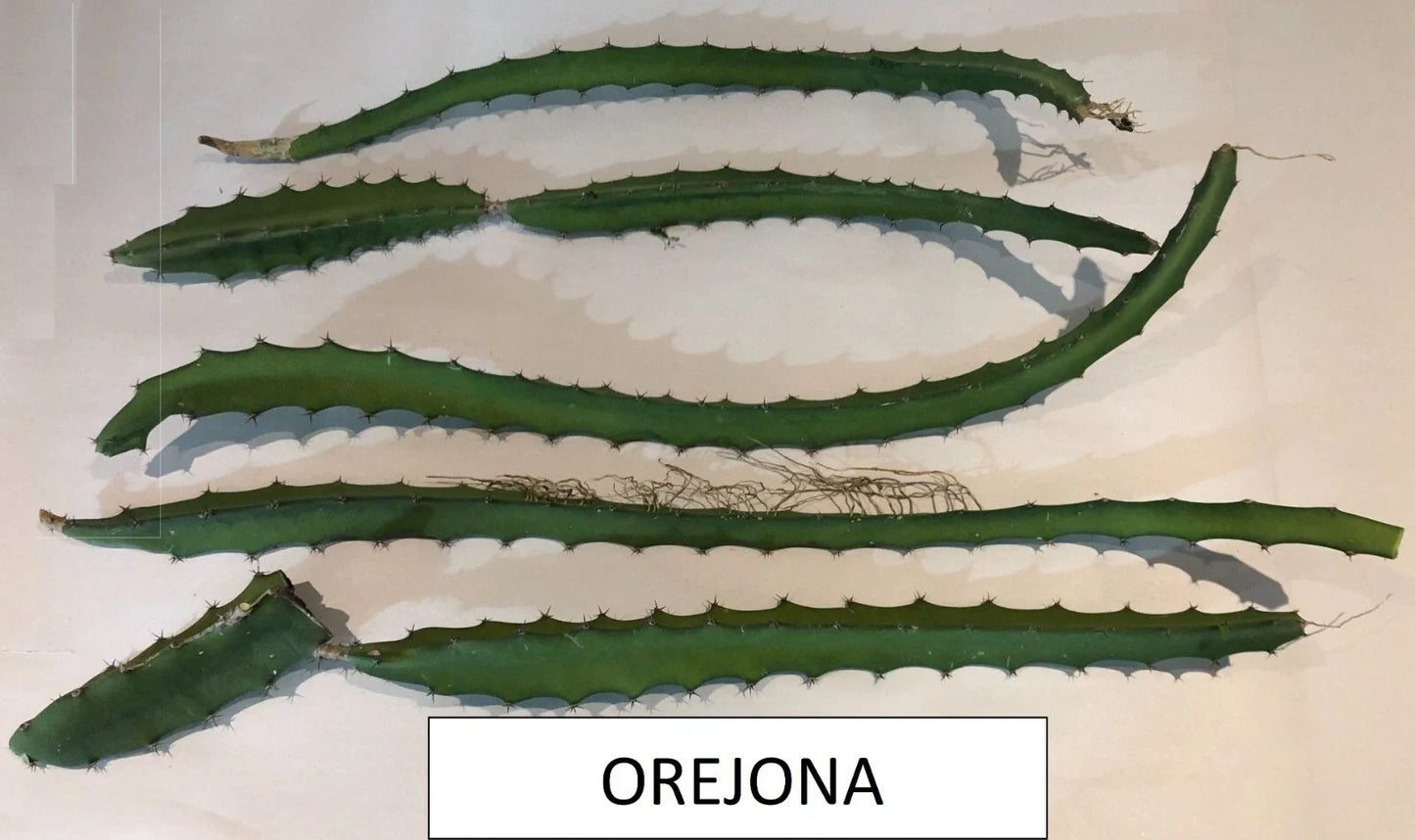 Dragon Fruit Cutting - Orejona Variety - Hylocereus polyrhizus - Exotic Fruit Plant for Home Garden or Container