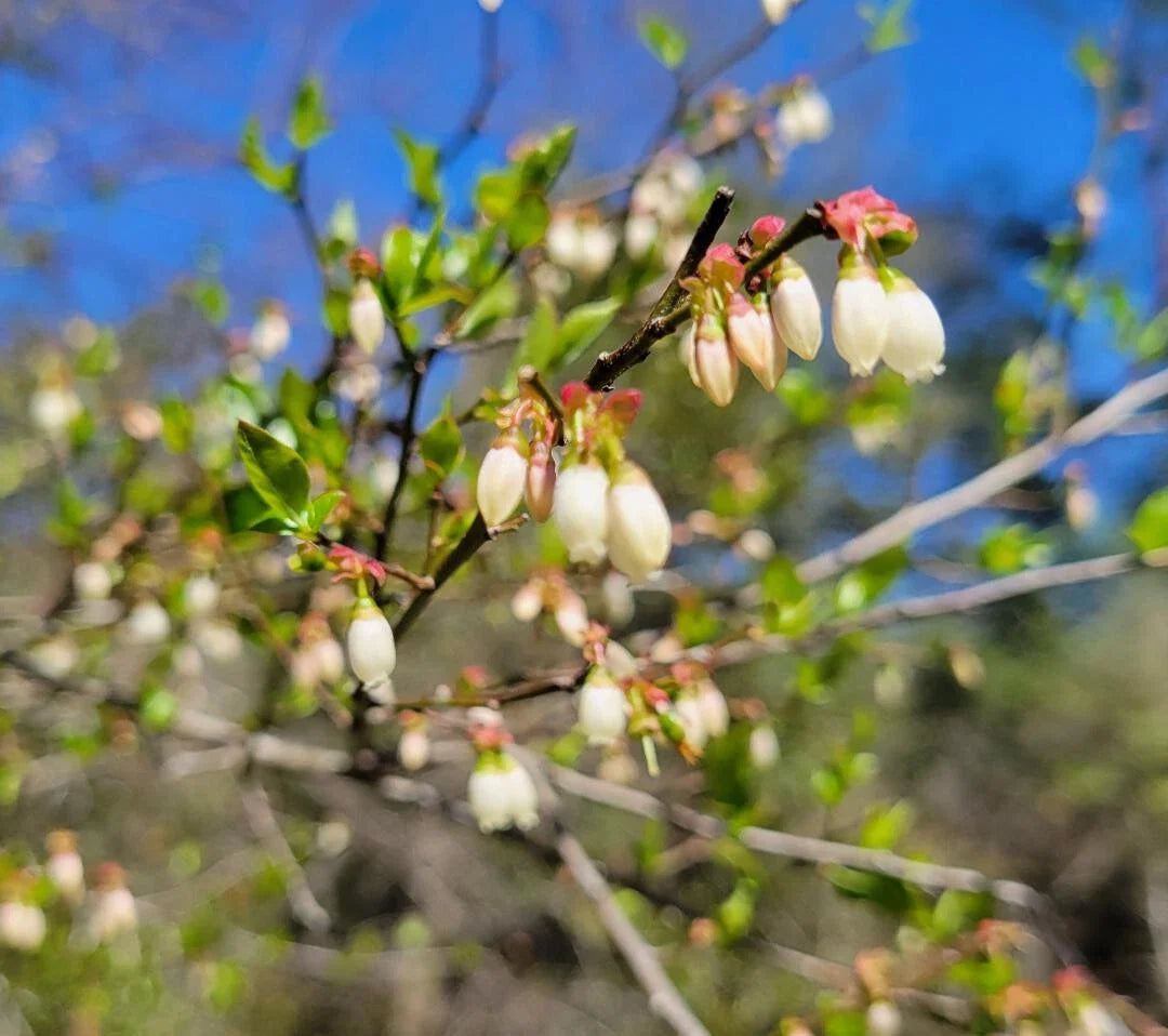 Elliott's Blueberry Seeds 25 Pack | Vaccinium elliottii Native Florida Ecotype for Garden, Berries & Wildlife