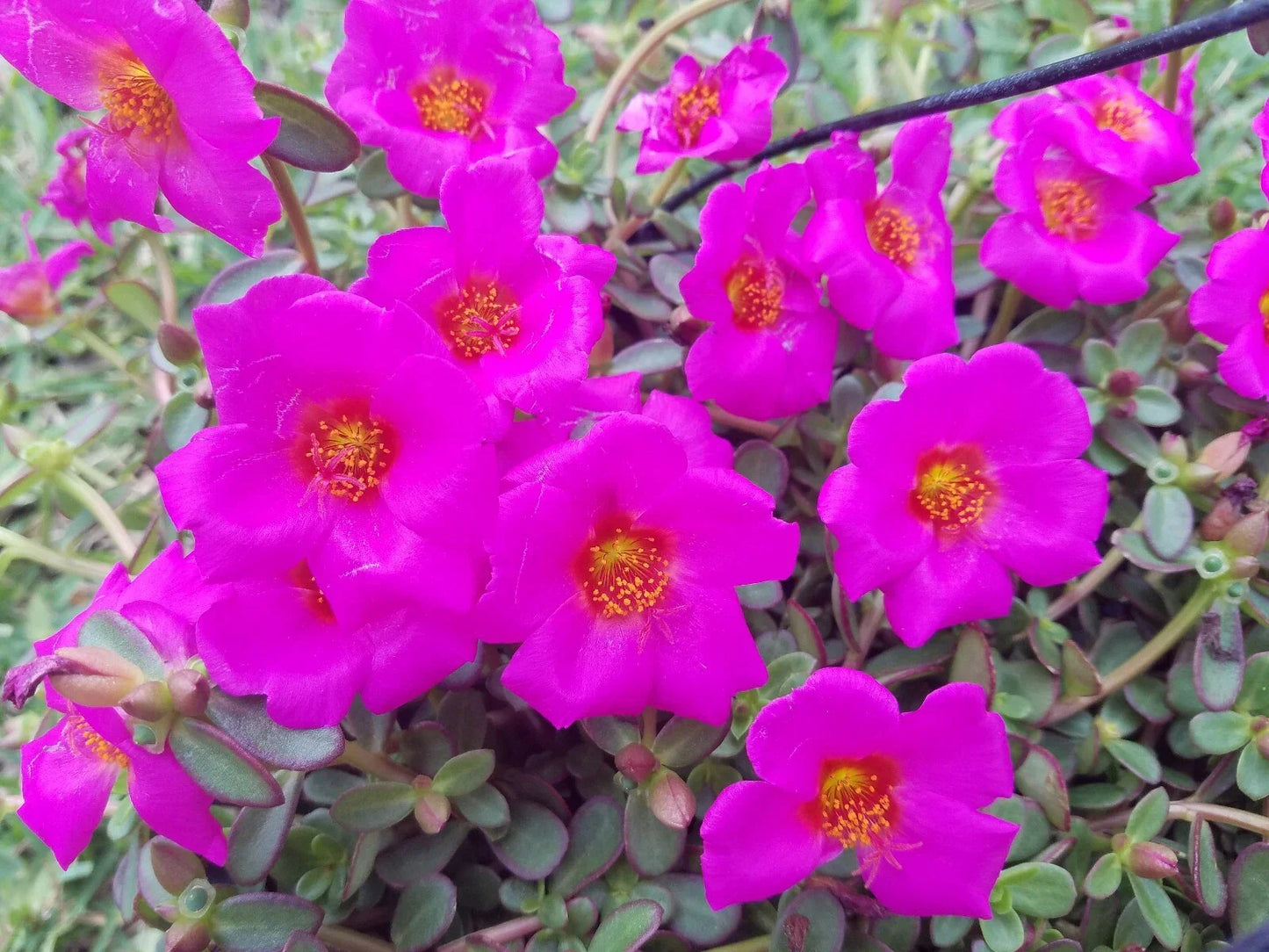 Fuchsia Purslane Cuttings - Bright Purple Flowers - Portulaca grandiflora