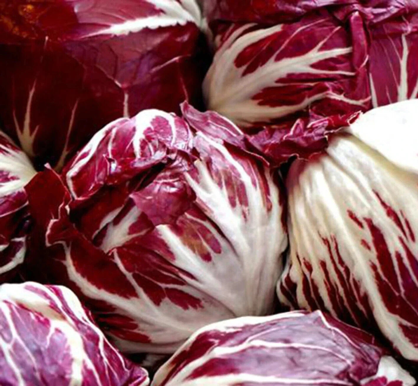 Radicchio Seeds 500+ Palla Rosa Cichorium Intybus Vegetable Heirloom Organic Non-GMO