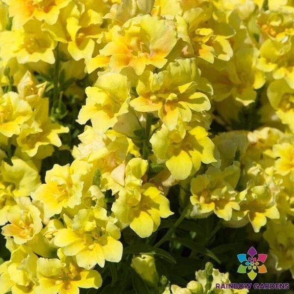 Snapdragon Seeds - 1000+ Twinny Yellow Shades - Antirrhinum majus - Garden Flower Seeds for Borders & Containers