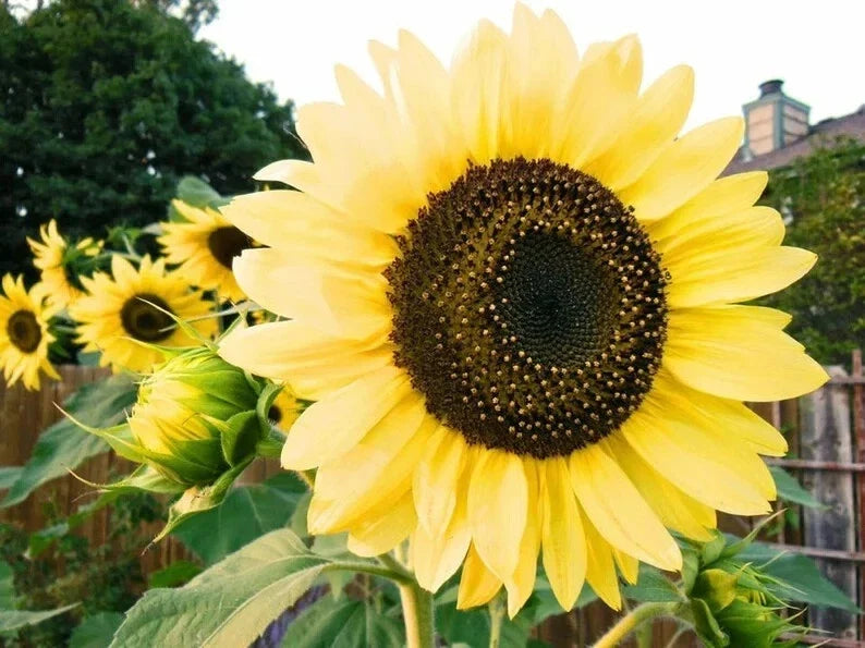 Lemon Queen Sunflower Seeds - Organic Helianthus annuus Pack of 50 - Bright Yellow Blooms for Garden, Pollinator Attractant