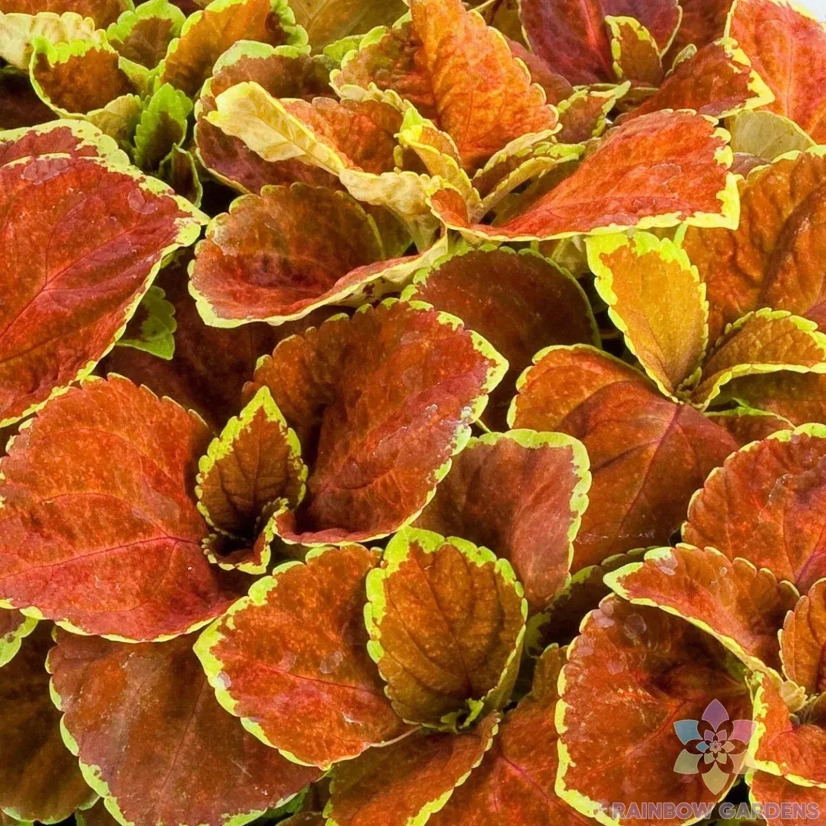 Coleus Seeds - Fairway Orange Variety for Garden, Container, and Border Planting - Coleus blumei