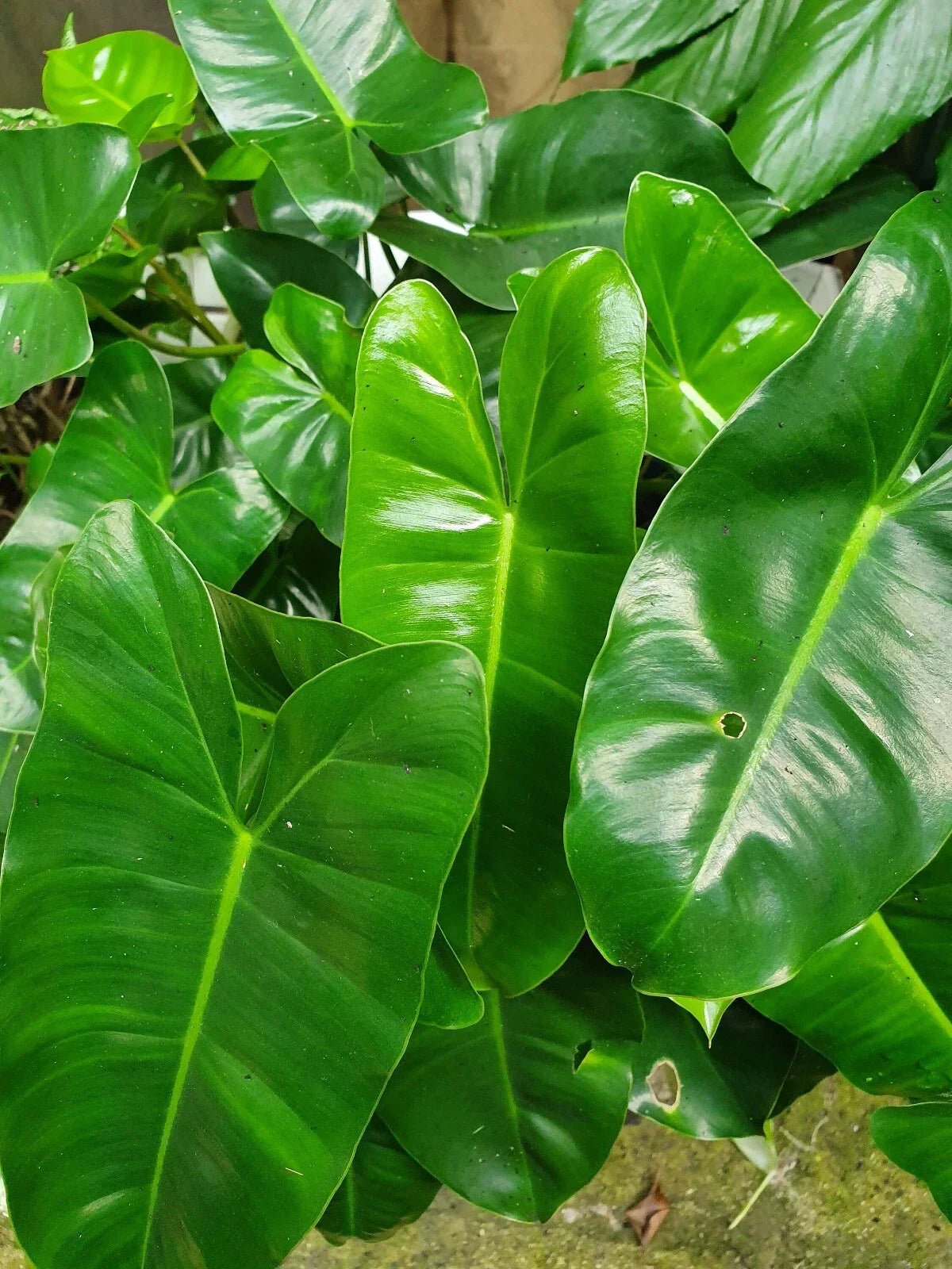 Philodendron Burle Marx Cutting 5-7" Tall - Easy to Grow Indoor Plant