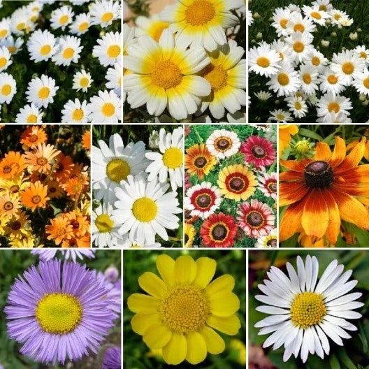 Daisy Wildflower Seed Mix - 10 Species Packet, Bellis perennis & Leucanthemum vulgare, Pollinator Attracting, Full Sun to Partial Shade