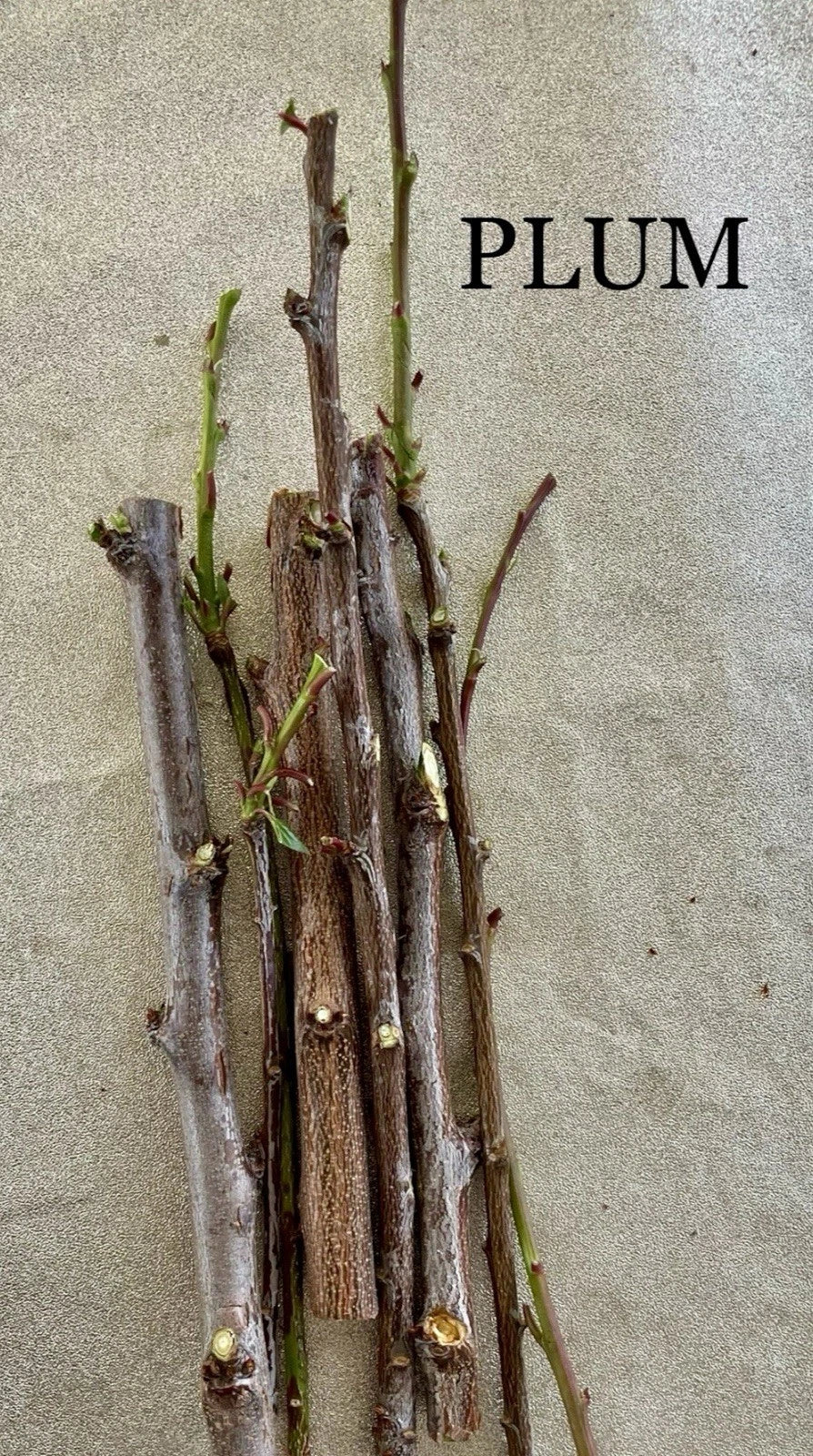 Plum Tree Cuttings for Rooting and Grafting, Prunus domestica, Deciduous Fruit Tree, Healthy, Disease-Free