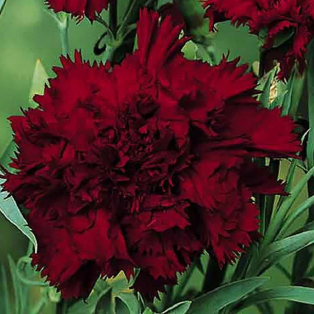 Black King Carnation Seeds - Perennial Dianthus Flowers for Borders & Cut Flowers - USA Grown, 100 Seeds