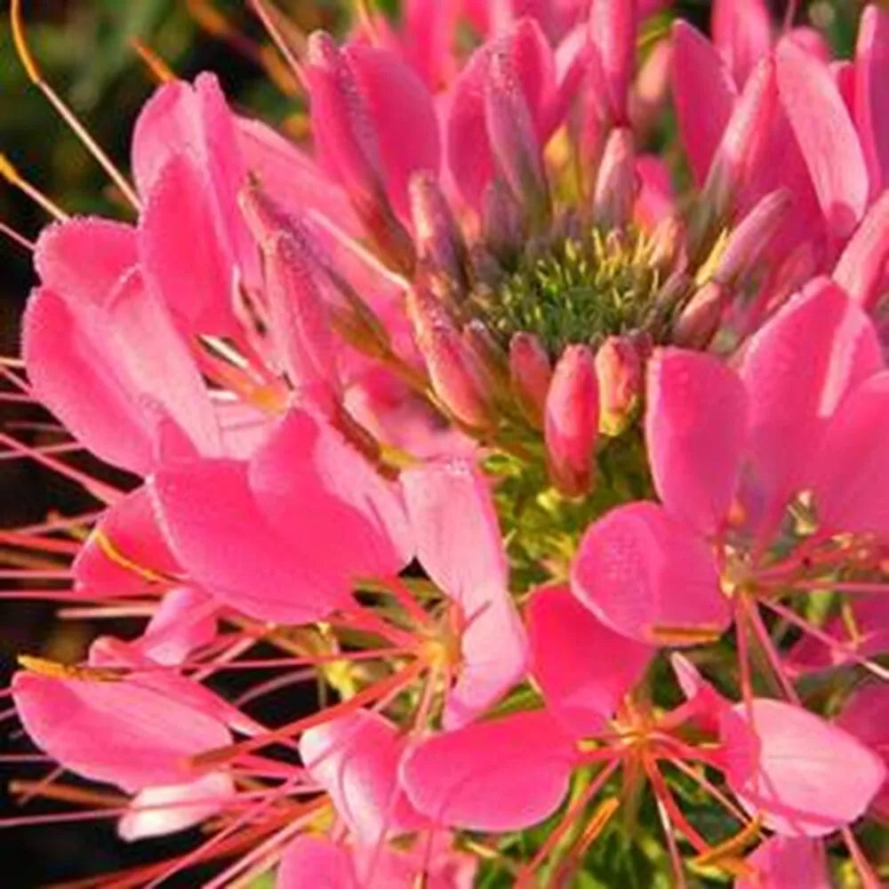 Flamingo Spider Plant Seeds - Clome Spinosa Perennial Butterfly Attractor Seeds - 100 Count for Garden Beds & Containers