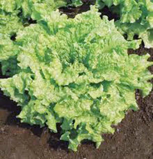 Lettuce Seeds - Leaf Lettuce Simpson BS Heirloom Non-GMO 100 Seeds