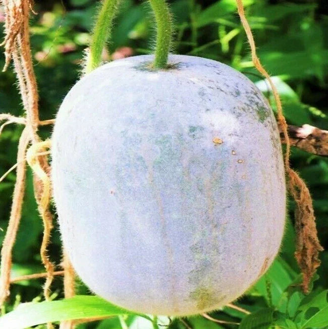Giant White Skin Winter Melon Seeds | Dong Gua Ash Wax Gourd | Asian Vegetable Seeds for Winter Harvest, Benincasa hispida, Vining Plant