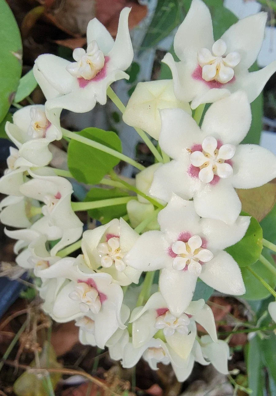 Hoya Australis Live Plant in 2.5" Pot - Fragrant Wax Flowers, Easy Indoor Vine